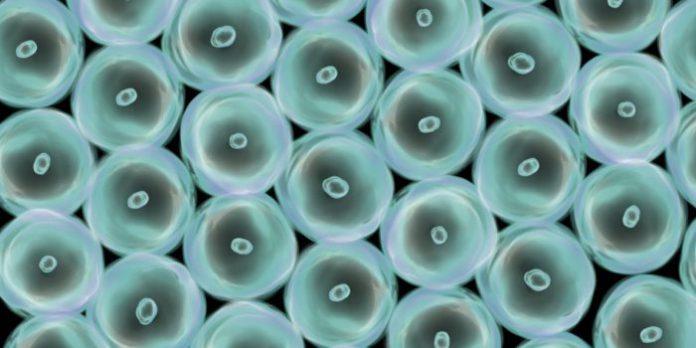 celule din interiorul organismelor vii