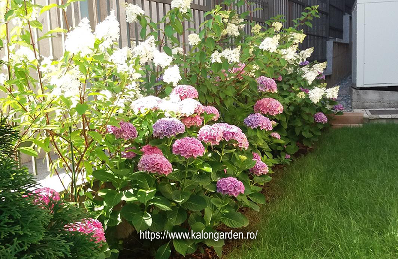 intretinerea gradinii cu flori